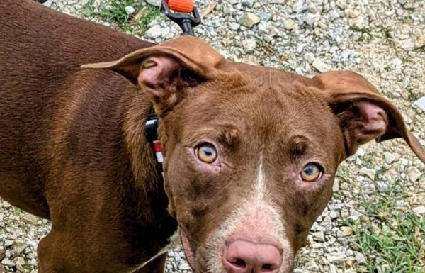 Adoption Fees Waived: Mountain Grove Animal Control Shelter Pleads for Help Amid Overcrowding Crisis
