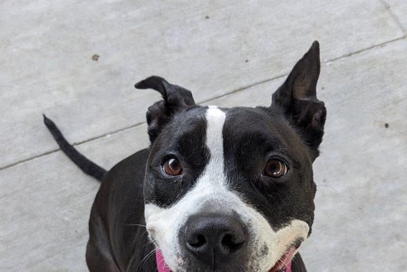 Featured Pet of the Day – ‘Shyla’