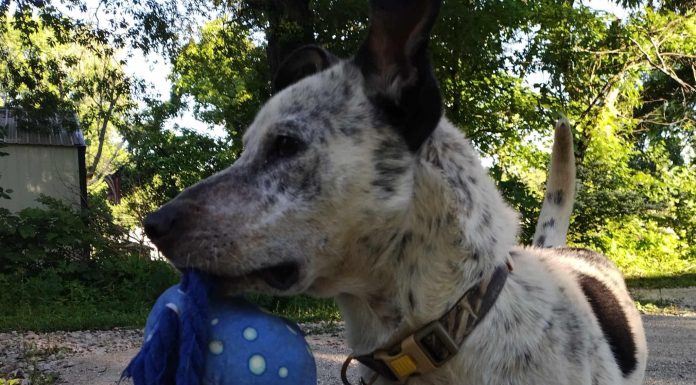 Dose of Goodness: OPR Trying To Change Animal Cruelty Laws – “Diesel’s Law” Aims to Strengthen Animal Cruelty Penalties Through Community Support