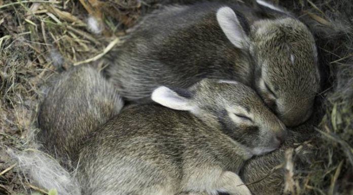 MDC Urges Missourians to Leave Young Wildlife Alone