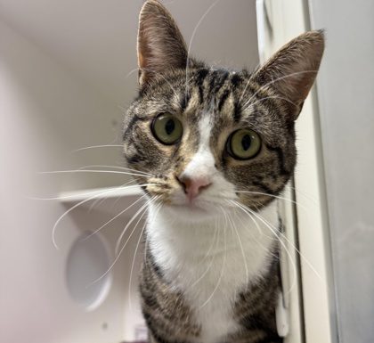 Featured Pet of the Day – ‘Alana’