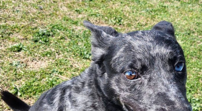Featured Pet of the Day – Smoky