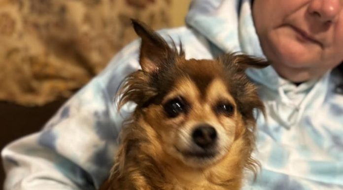 Featured Pet of the Day – Lola