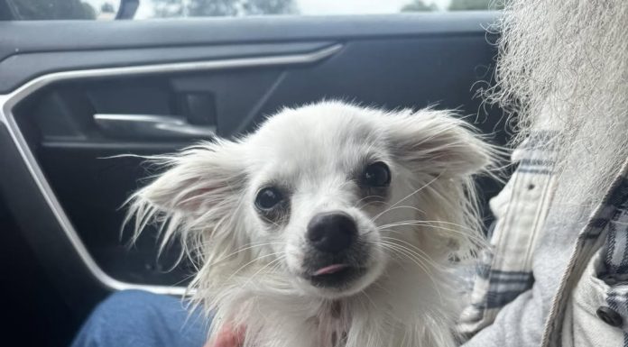 Featured Pet of the Day – Chloe
