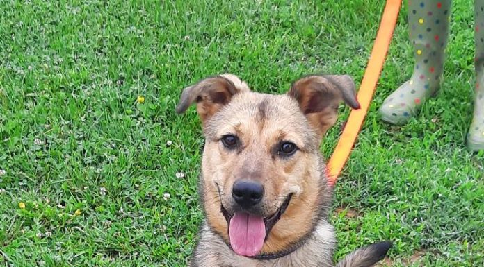 Featured Pet of the Day – Sandy