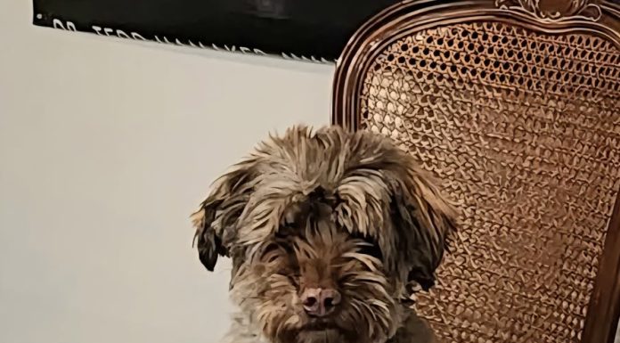 Area Rescue Dog Becomes Famous For Bad Personality and Attitude, Starting the Bad Boys Club (Grumpy Cat-Dog Edition)