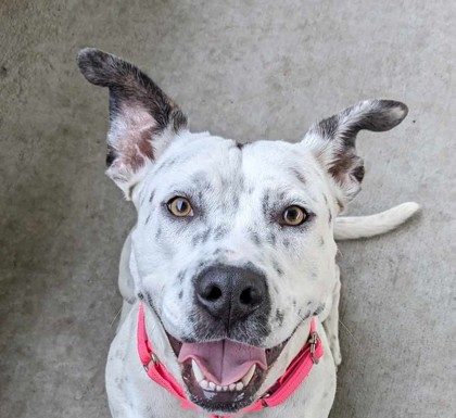 Featured Pet of the Day – Pinto