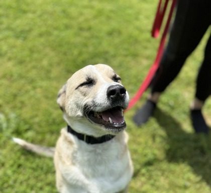 Featured Pet of the Day – Apollo