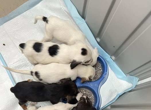 Seven Puppies Abandoned at Galloway Park Needs New Homes