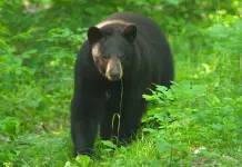 Missouri Hunting Expo Happening Tomorrow in West Plains