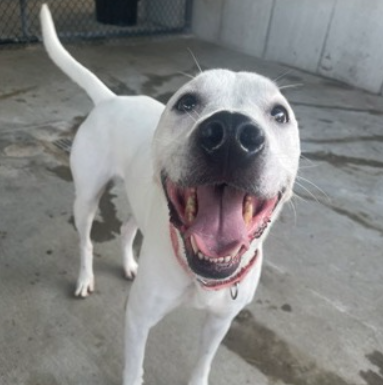 Featured Pet of the Day- Hunter