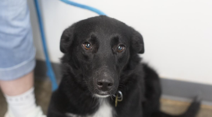 Featured Pet of the Day- Babygirl