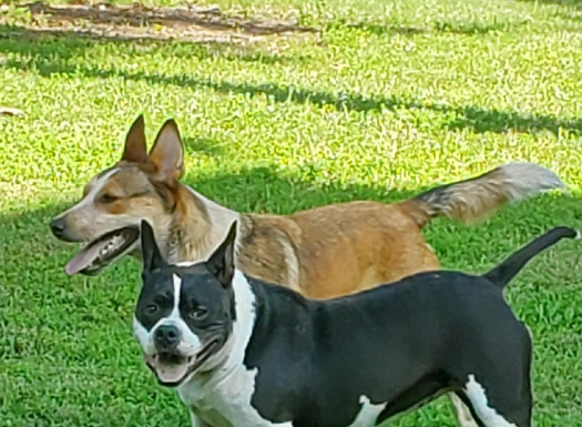 Featured Pets of The Day- Rico & Halo