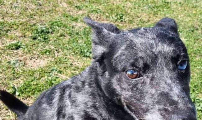 Featured Pet of The Day- Smoky