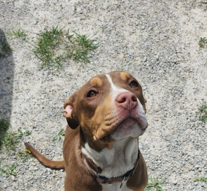 Featured Pet of The Day- Twix