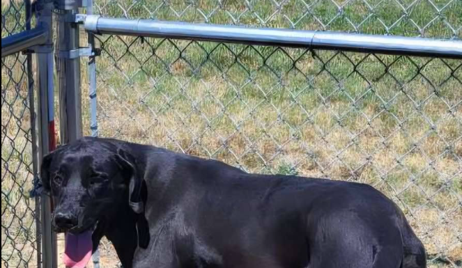 Featured Pet of The Day- Lady