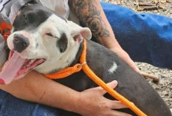 Featured Pet of The Day- Mia