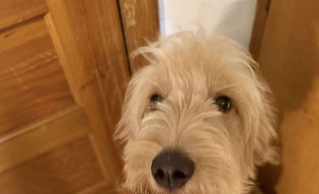 Featured of The Day- Murphy