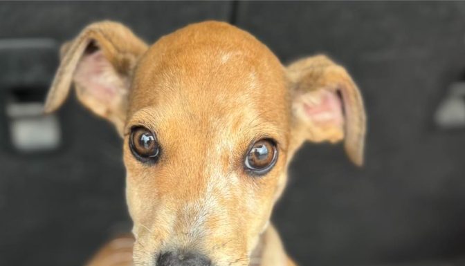 Featured Pet of The Day-URGENT FOSTER for Malnourished Dog