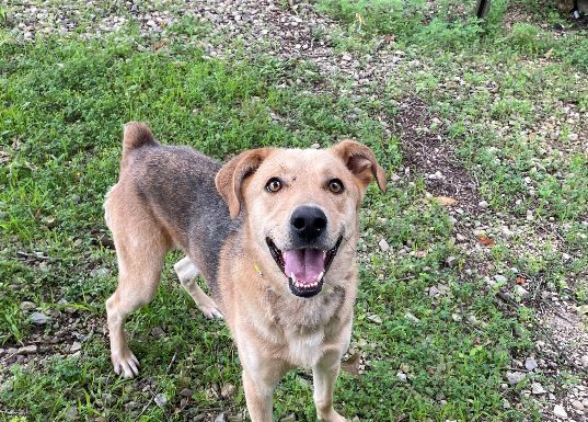 Featured Pet of The Day- Norman