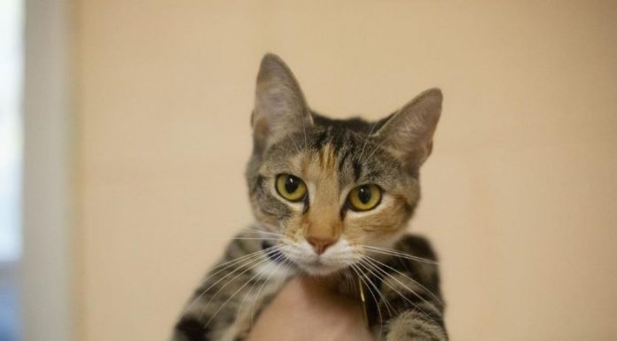 Featured Pet of The Day- Hallie