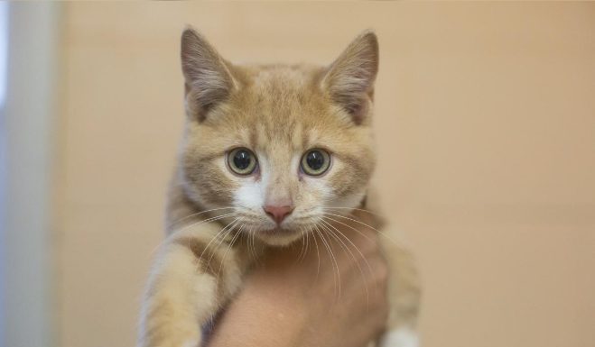 Featured Pet of The Day- Mitten