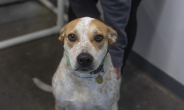 Featured Pet of The Day- Joy