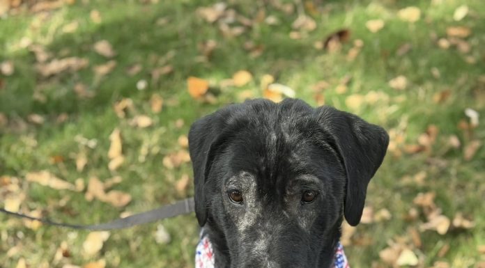 Featured Pet of The Day- Buddy