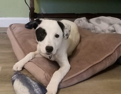 Featured Pets of The Day-Beau & Millie