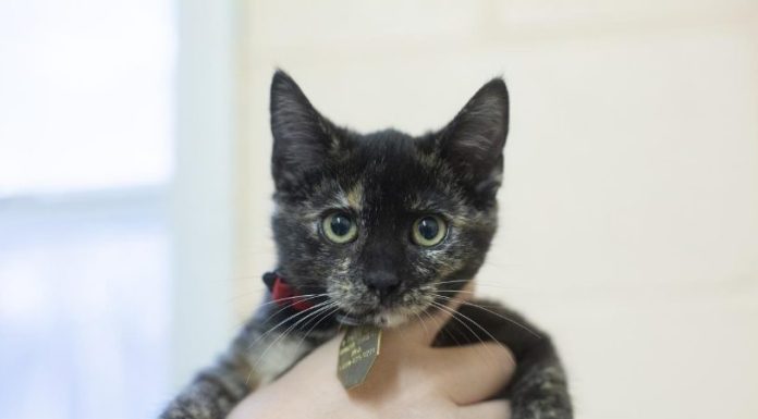Featured Pet of The Day- Peppermint