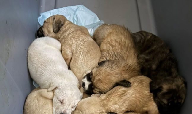 Featured Pets of The Day- Urgent Fosters, Four week old Puppies (Ozarks Pet Rescue)