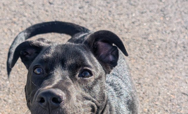 Featured Pet of The Day- Snoop