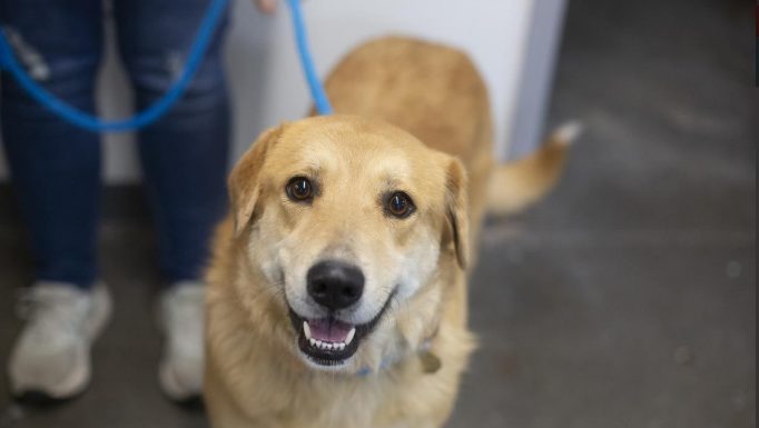 Featured Pet of The Day- Stormy