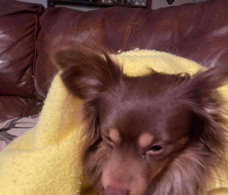 Featured Pet of The Day- Muppet