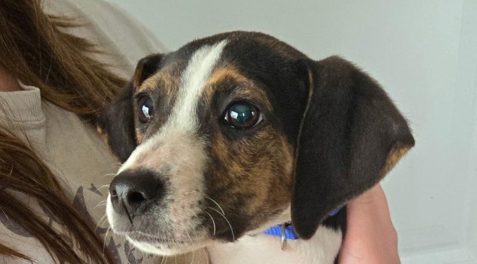 Featured Pet of The Day-Buddy