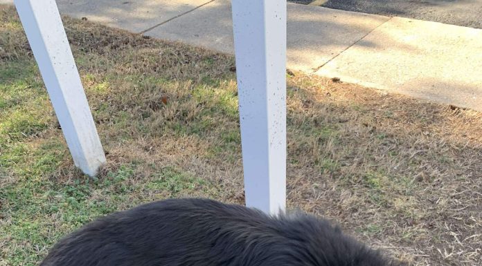 Featured Pet of The Day- Mac