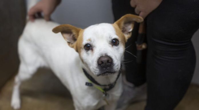 Featured Pet of The Day- Charlie