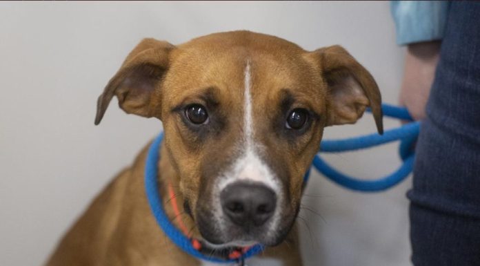 Featured Pet of The Day- Captain