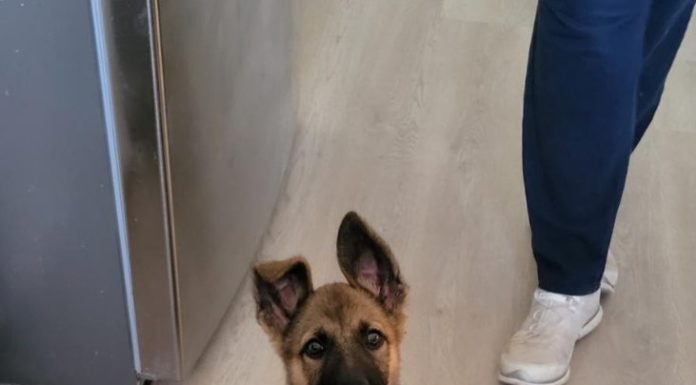 Featured Pet of The Day- Oakley