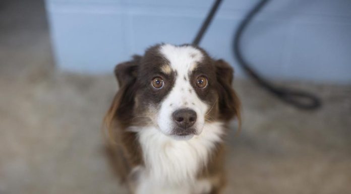 Featured Pet of The Day- Freckles
