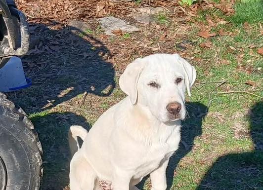 Featured Pets of The Day- Great Pyrenes Mix Puppies Available for Adoption (Ozarks Pet Rescue)