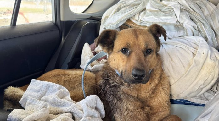 Featured Pet of The Day- Faithful