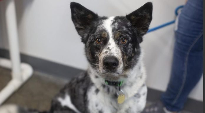 Featured Pet of The Day-Gracy