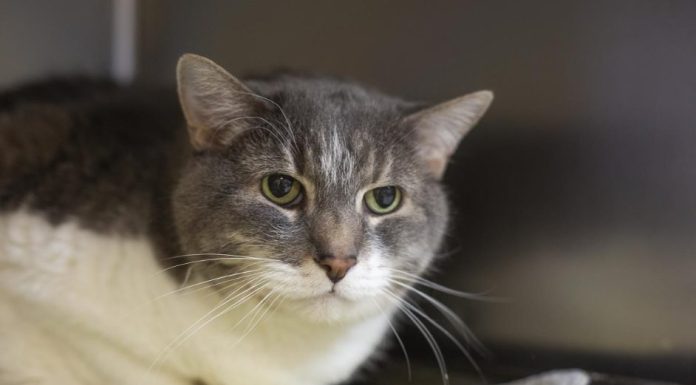 Featured Pet of The Day- Sarah
