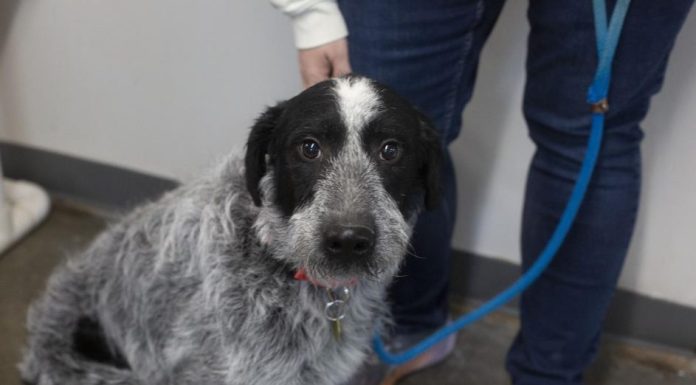 Featured Pet of The Day- Ghost