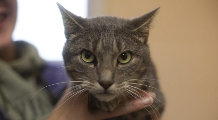 Featured Pet of The Day-Ozzy