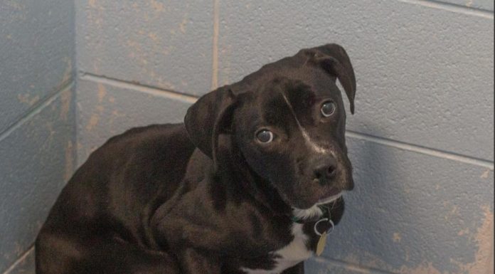 Featured Pet of The Day- Link