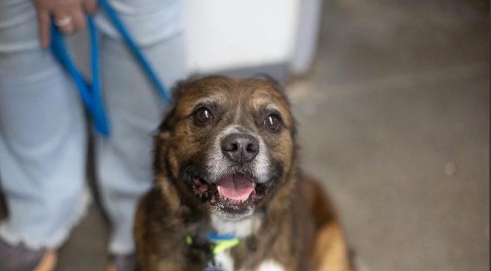 Featured Pet of The Day- Oscar