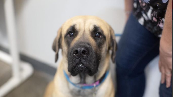 Featured Pet of The Day- Magpie