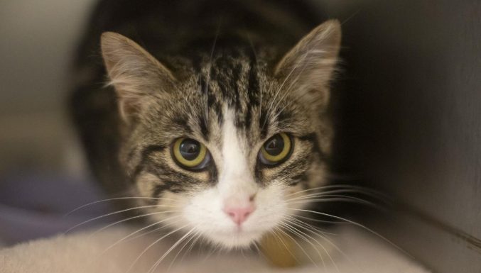 Featured Pet of The Day- May